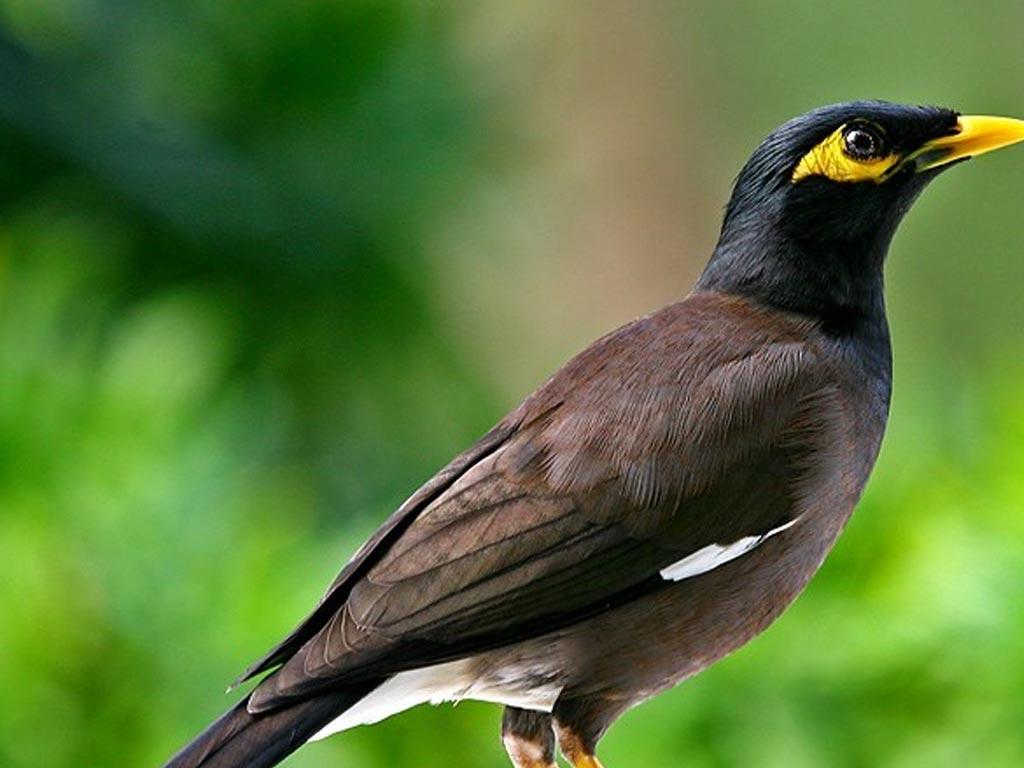 mynah