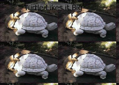Turtle Works It