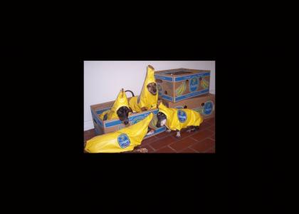 Banana dogs.