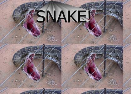 Snake Caught in Electric Fence