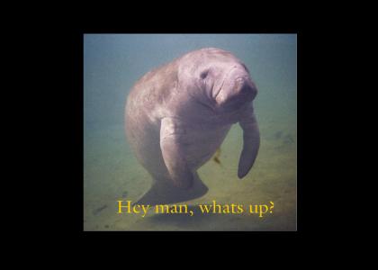 The Story of a Manatee