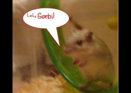 Lol, Gerbil