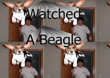 Watched a beagle