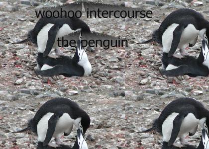 Penguin says "now"