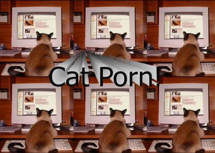 Cat Use Internet For...