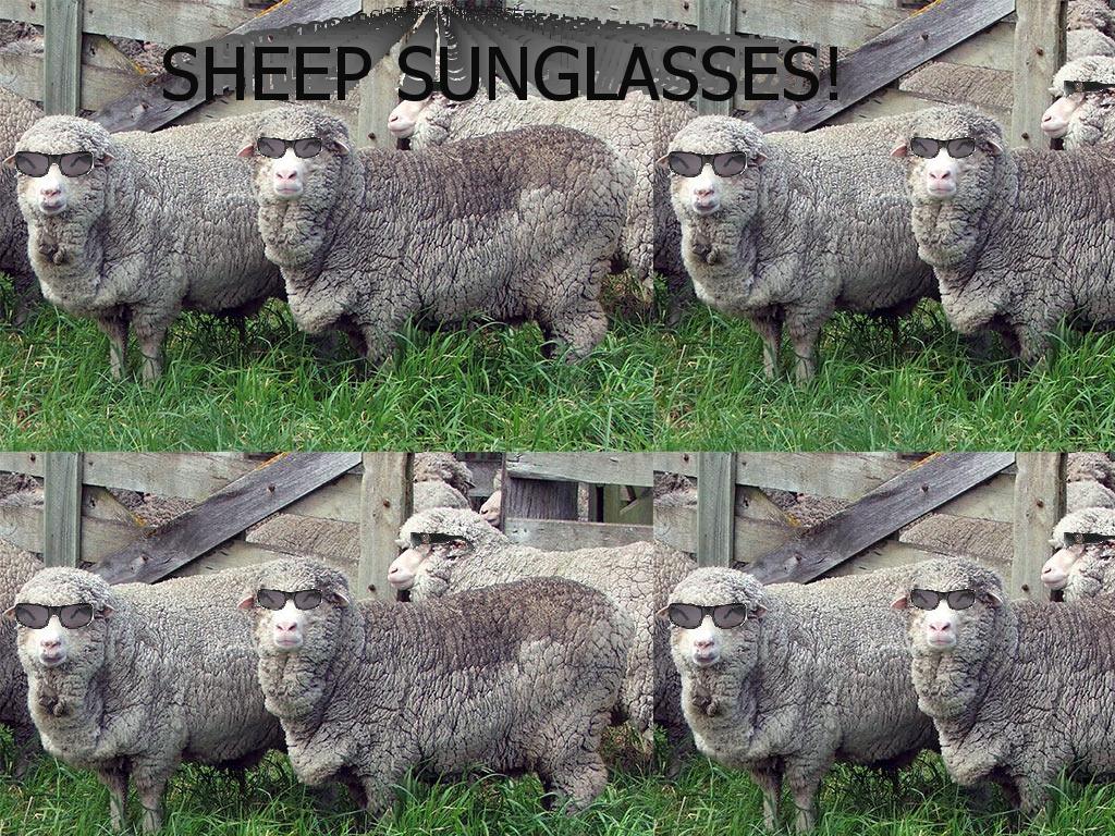 sheepsunglasses