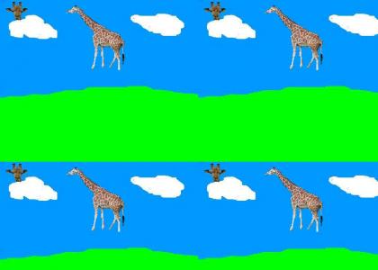 Giraffes in the air