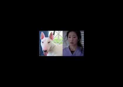 Sandra Oh has a canine resemblance (Grey's Anatomy)