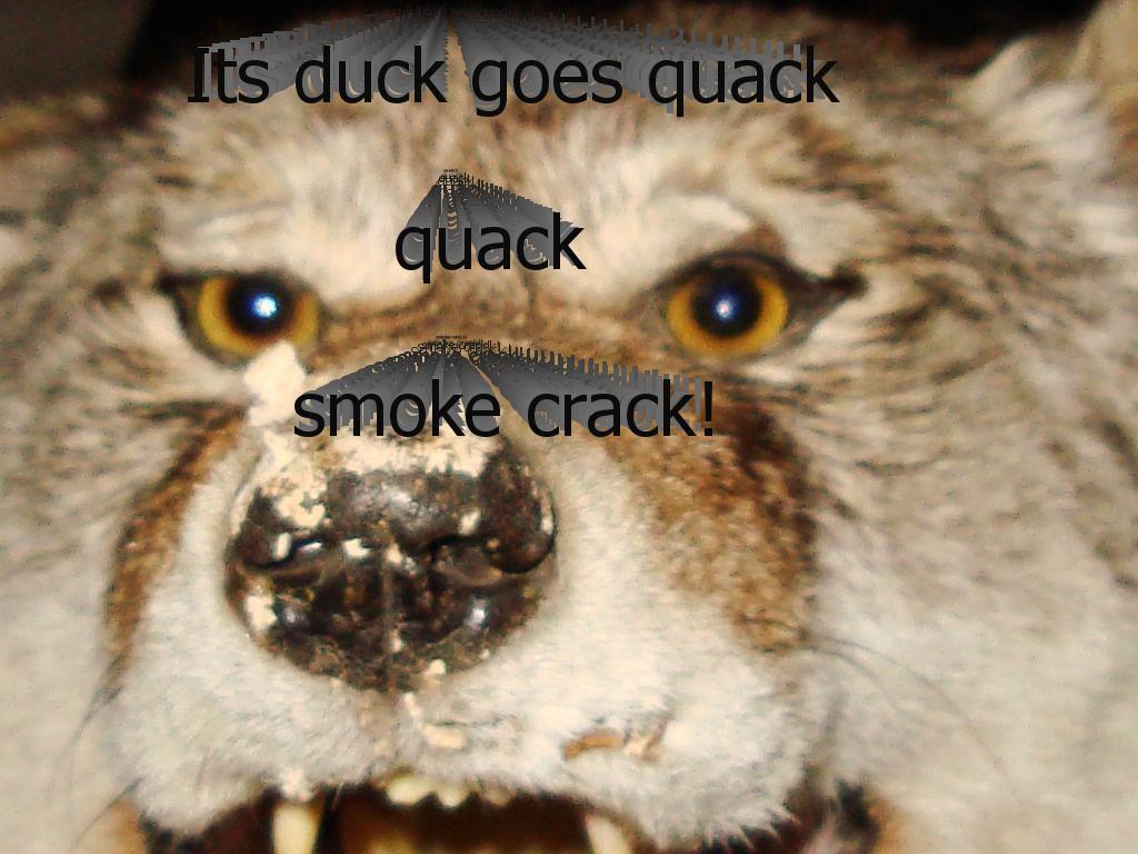 quackquacker