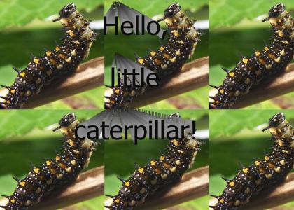 Hello, little caterpillar!