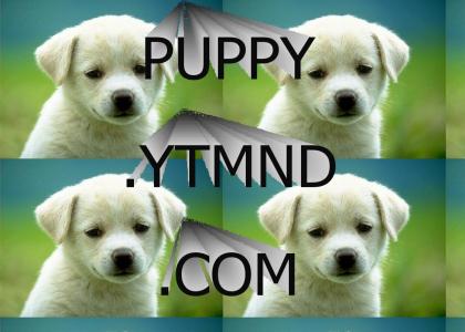 puppy.ytmnd.com