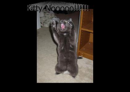 Kitty Noooooooooooooo