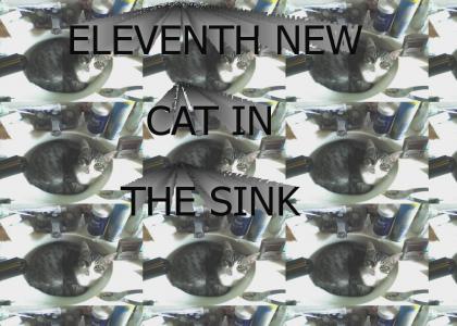 ELEVENTH NEW CAT IN THE SINK