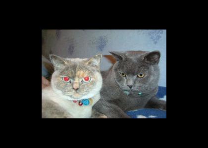 Happy Cats Evil Twin