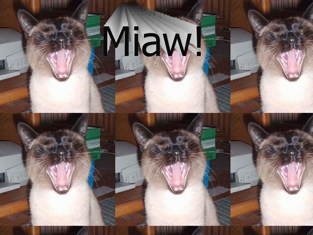 miaw