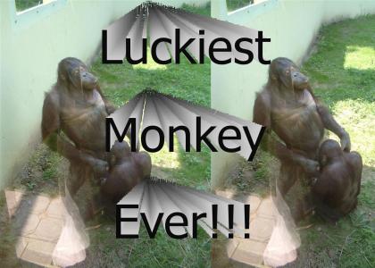 Luckiest Monkey on Earth