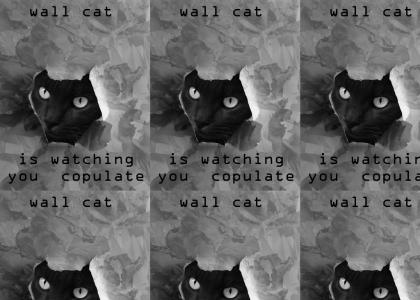 Wall cat