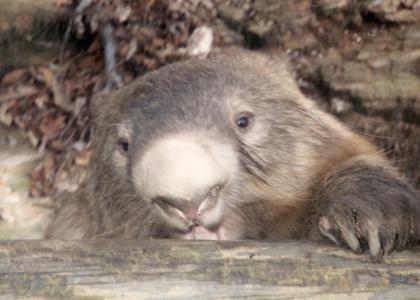 Wombat stares into your soul!