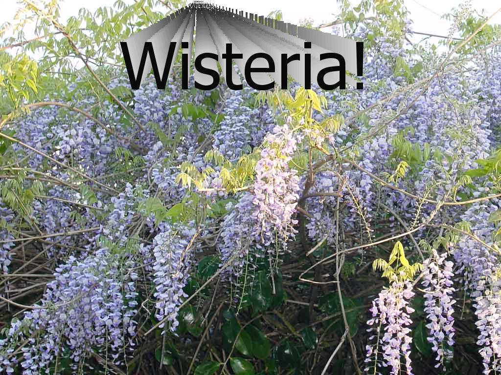 Wisteria