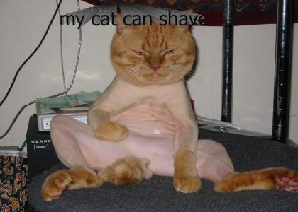 cat can shave