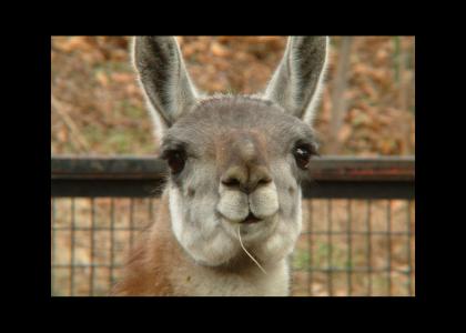Llama stares into your soul
