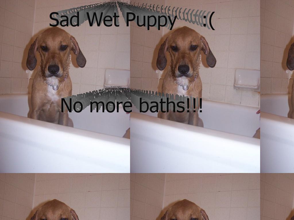 sadwetdog