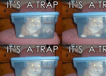 The Cat In The Trap