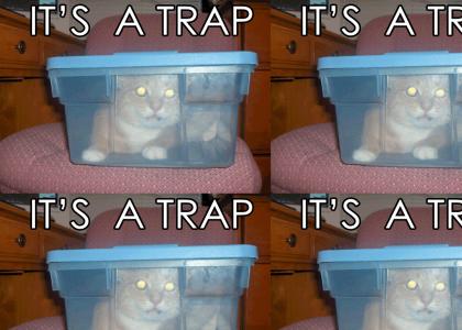 IT'S A CAT TRAP!