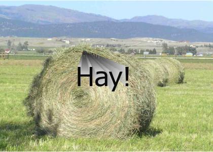 Hay! (From the Almost Defunct Dew Army)