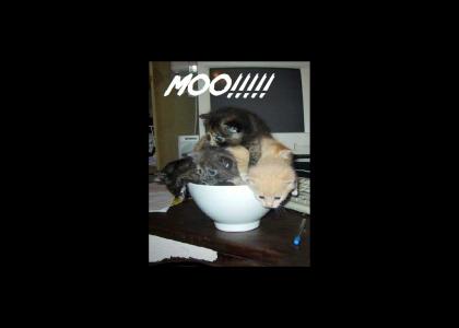 Kitty Moo