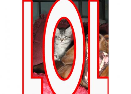 lol cats (IEatCheeseburgings.com)