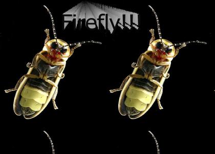 Fire Fly