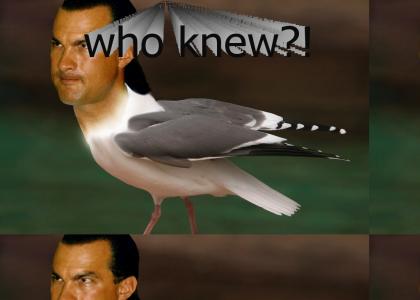 steven seagull