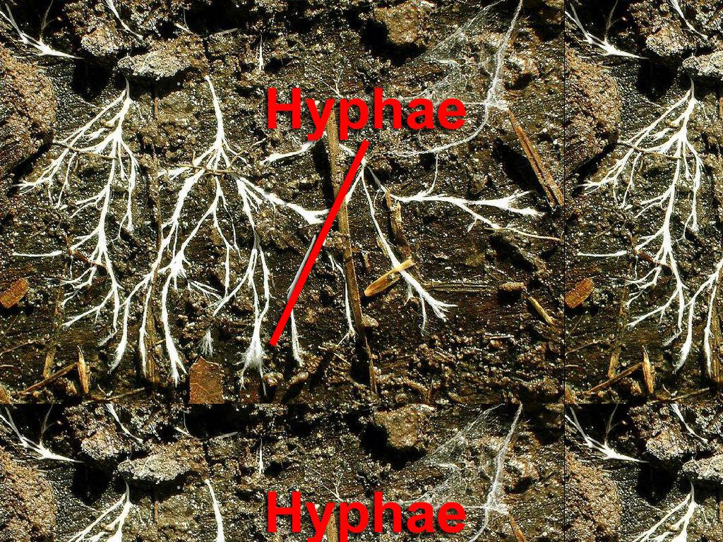 hyphae