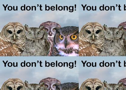 You dont belong!!!