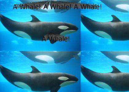 A Whale!