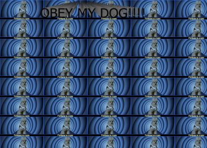 OBEY MY DOG!
