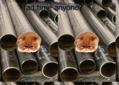 Pipecat Is stuck again!