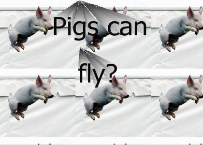 Flying pigs are real?