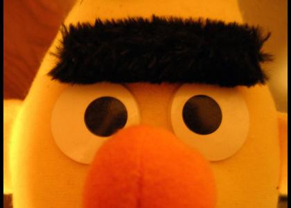 Bert stares into your soul...