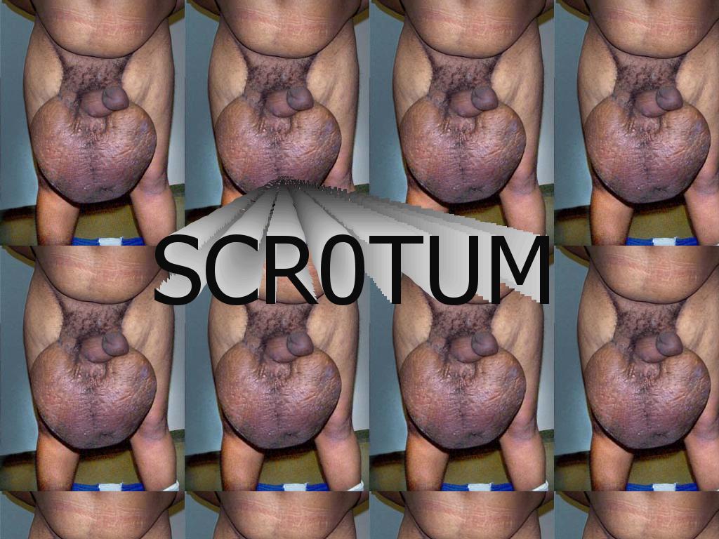 scrotum