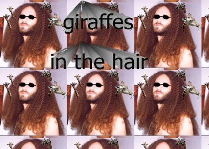 giraffes in the hair