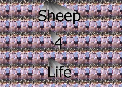 Sheep = Awesome