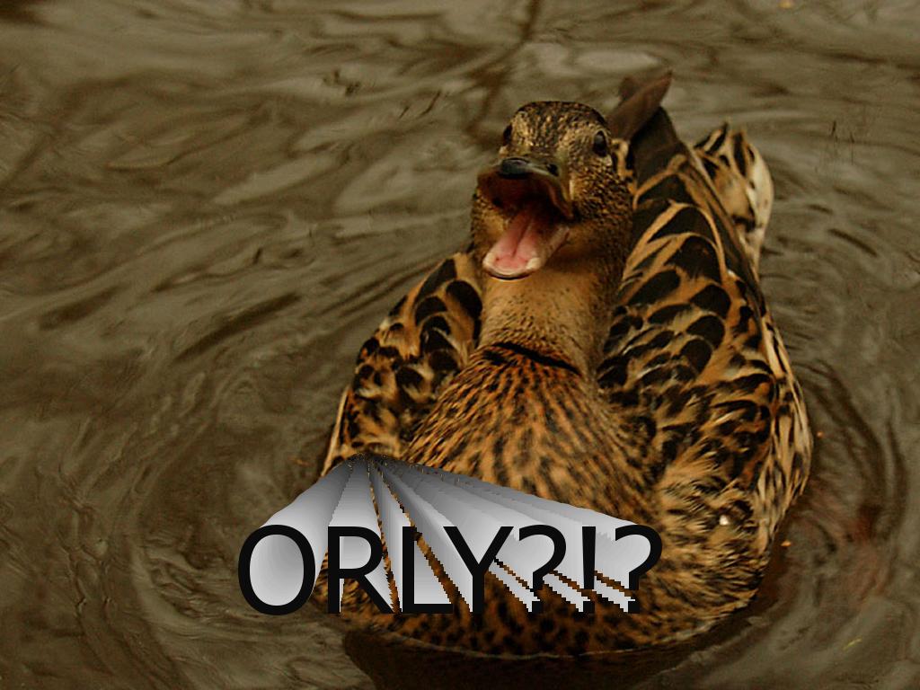 orlyduck