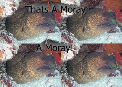 Thats a Moray