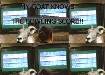 my goat knows the bowling score