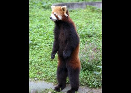 Red Panda Dance
