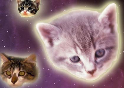 Space Kittens!