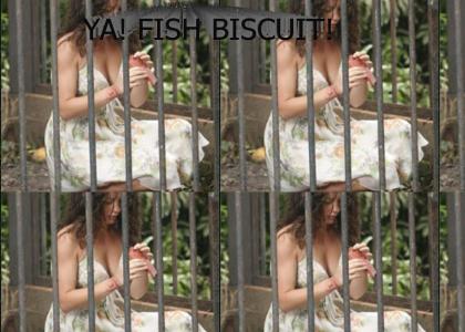 Fish Biscuit