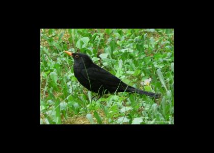 Blackbird Singing In The Dead Of Night